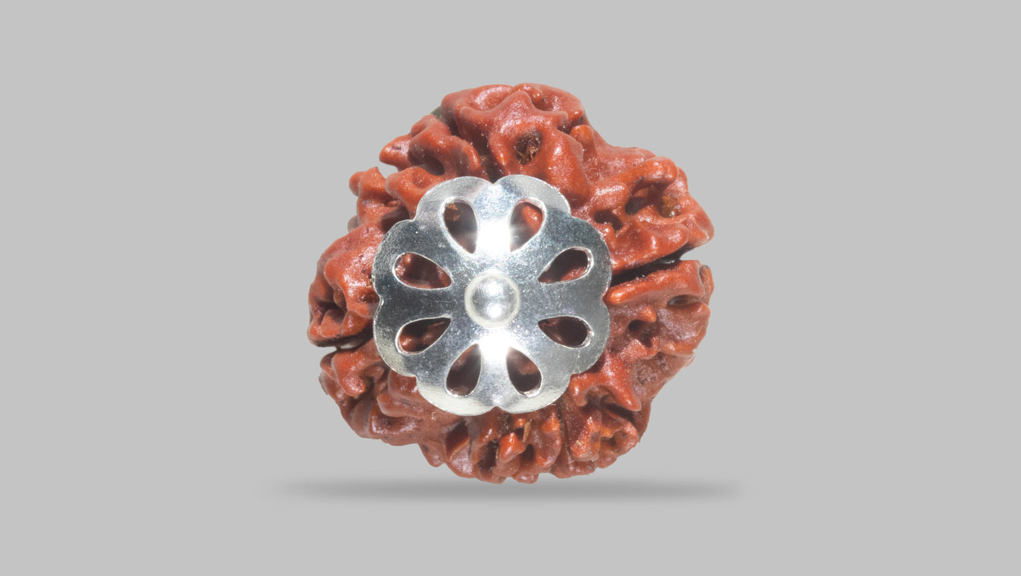 4 MUKHI RUDRAKSHA (18.85 mm)