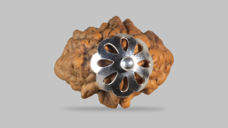 2 MUKHI RUDRAKSHA (26.58 mm)