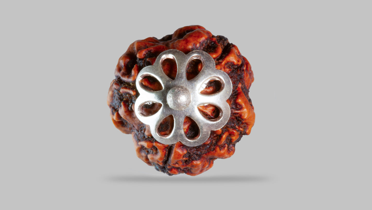 4 MUKHI RUDRAKSHA (20.16 mm)