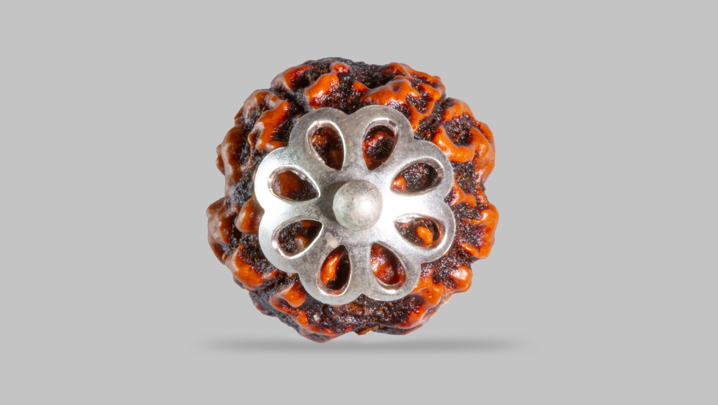 4 MUKHI RUDRAKSHA (18.45 mm)