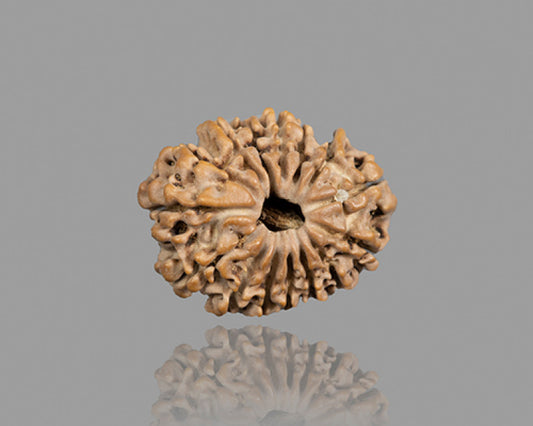 15 MUKHI RUDRAKSHA (23.12 mm)