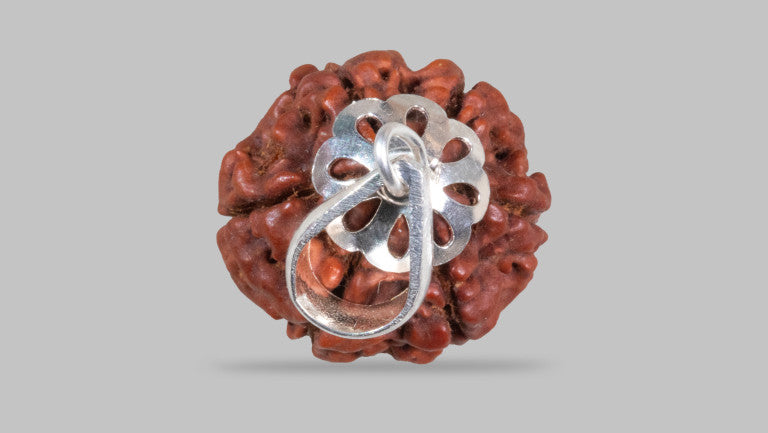 6 MUKHI RUDRAKSHA (19.15 mm)
