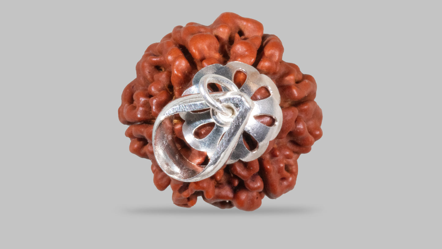 6 MUKHI RUDRAKSHA (20.70 mm)