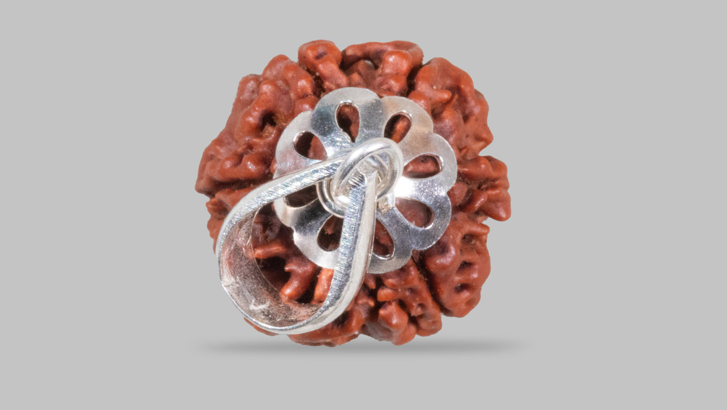 6 MUKHI RUDRAKSHA (18.97 mm)