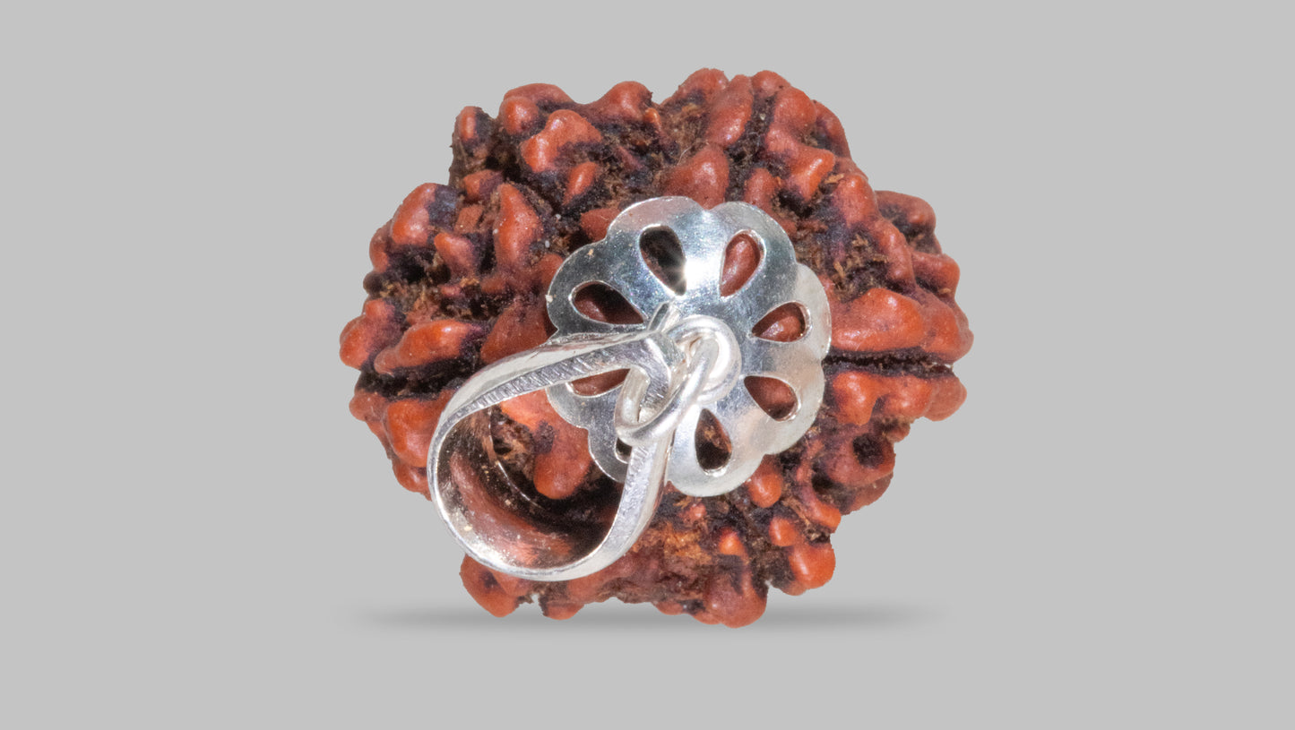 6 MUKHI RUDRAKSHA (23.20 mm)