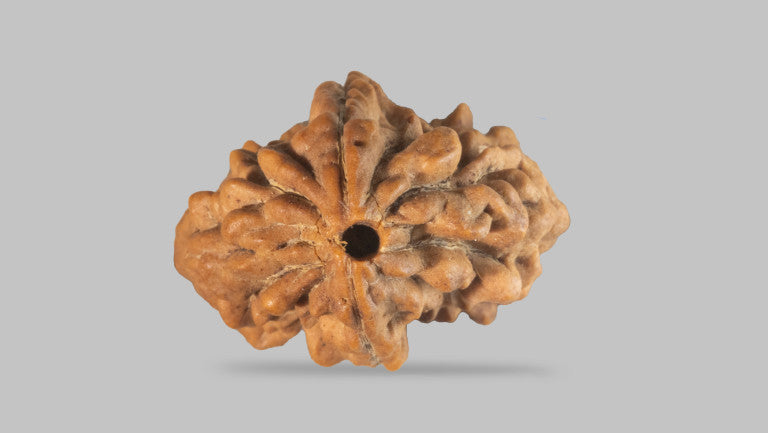 2 MUKHI RUDRAKSHA (26.98 mm)