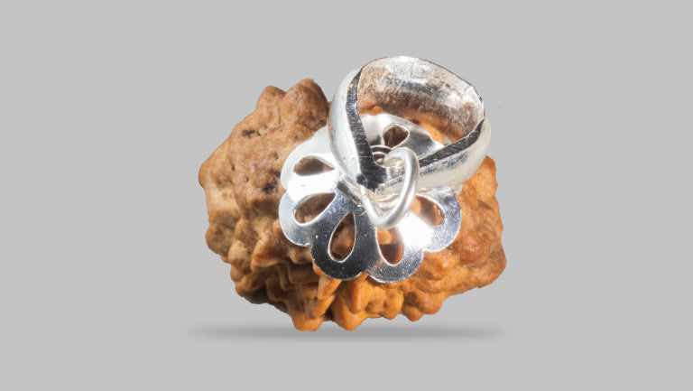2 MUKHI RUDRAKSHA (26.88 mm)