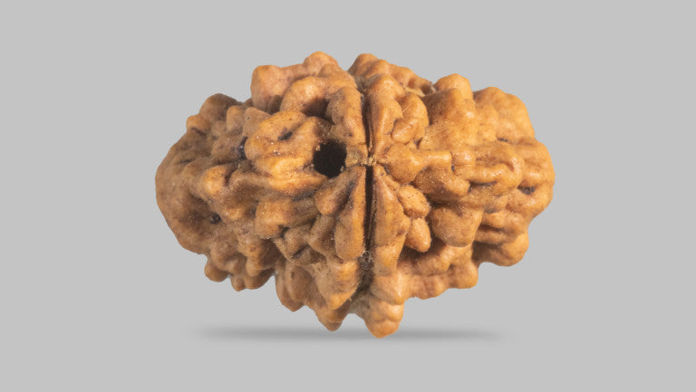 2 MUKHI RUDRAKSHA (26.31 mm)