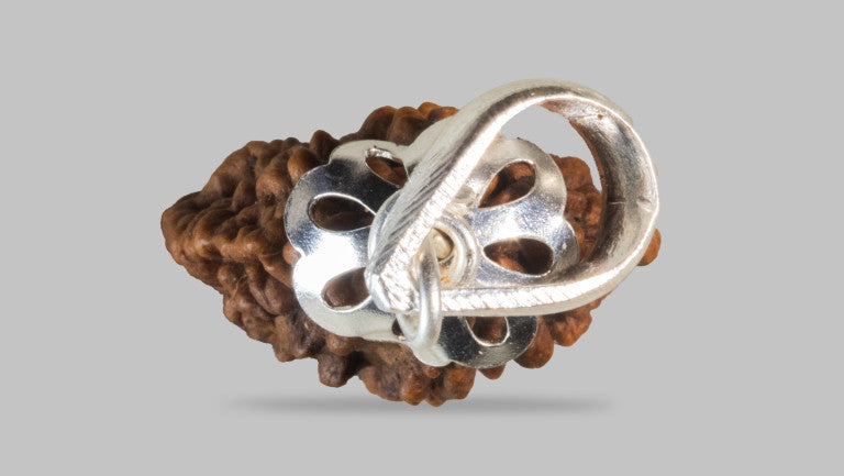 2 MUKHI RUDRAKSHA (25.01 mm)