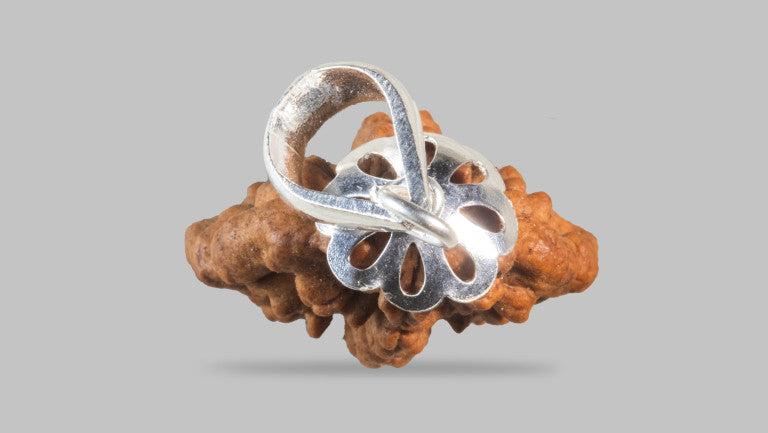 2 MUKHI RUDRAKSHA (28.11 mm)