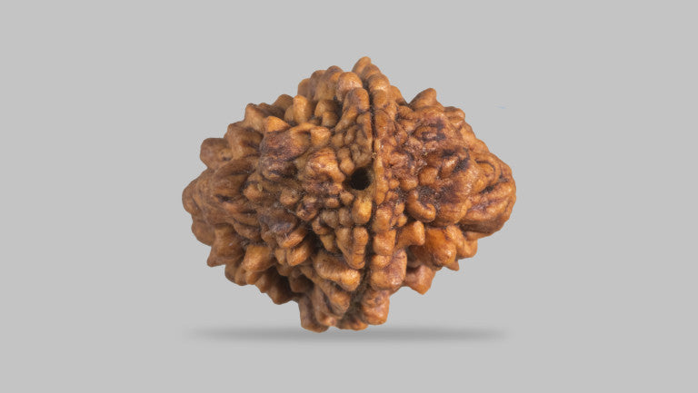 2 MUKHI RUDRAKSHA (28.89 mm)