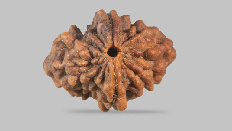 2 MUKHI RUDRAKSHA (29.46 mm)