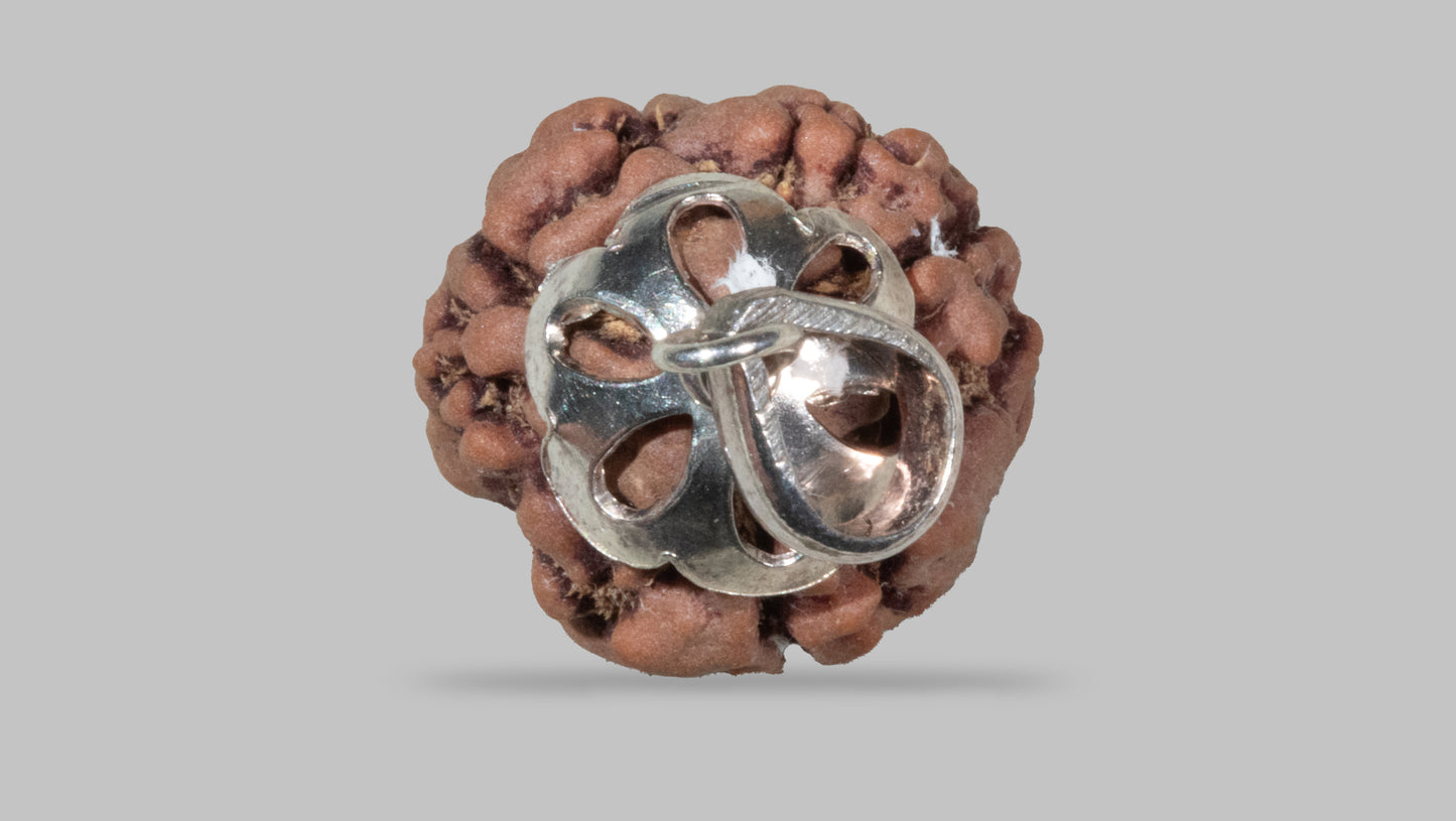 3 MUKHI RUDRAKSHA (21.31 mm)