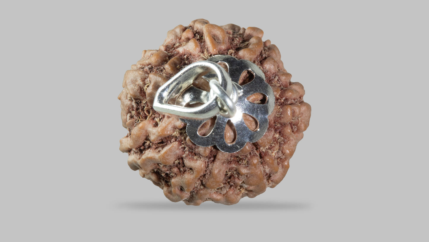 7 MUKHI RUDRAKSHA (21.79 mm)