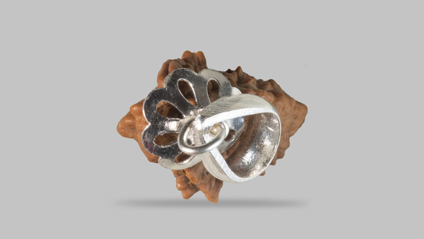 2 MUKHI RUDRAKSHA (21.55 mm)
