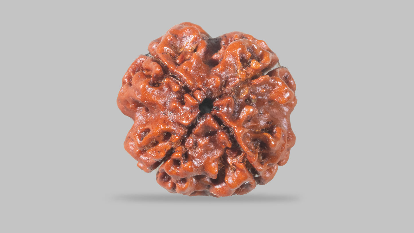4 MUKHI RUDRAKSHA (19.01 mm)