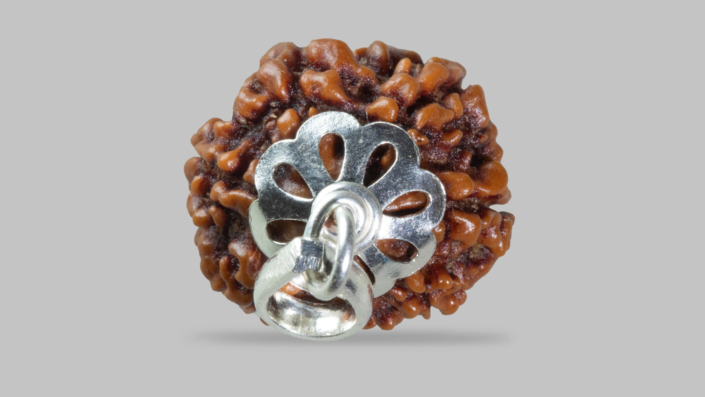 7 MUKHI RUDRAKSHA (19.35 mm)
