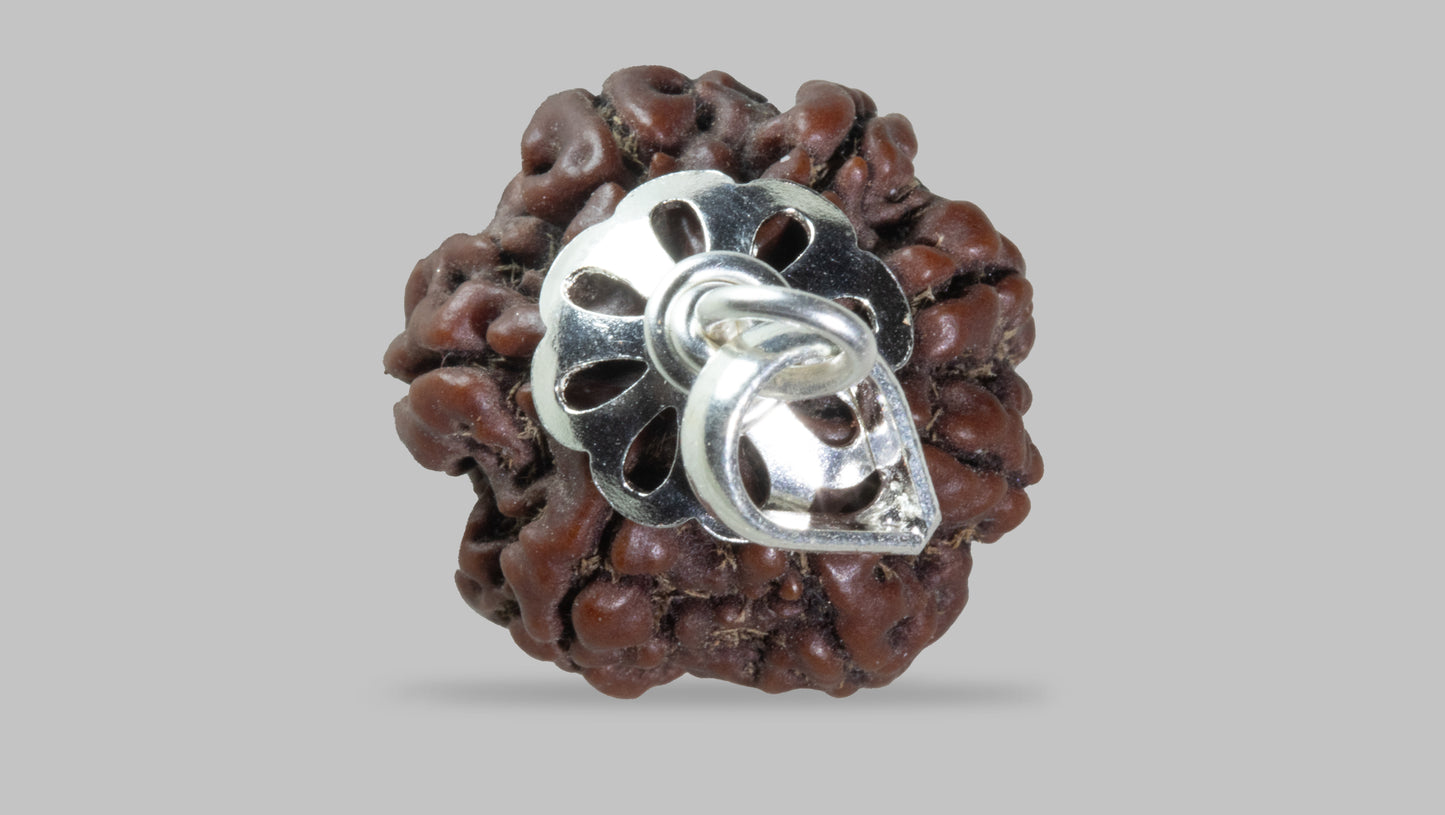7 MUKHI RUDRAKSHA (19.42 mm)