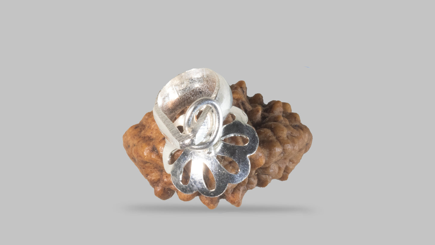 2 MUKHI RUDRAKSHA (27.65 mm)