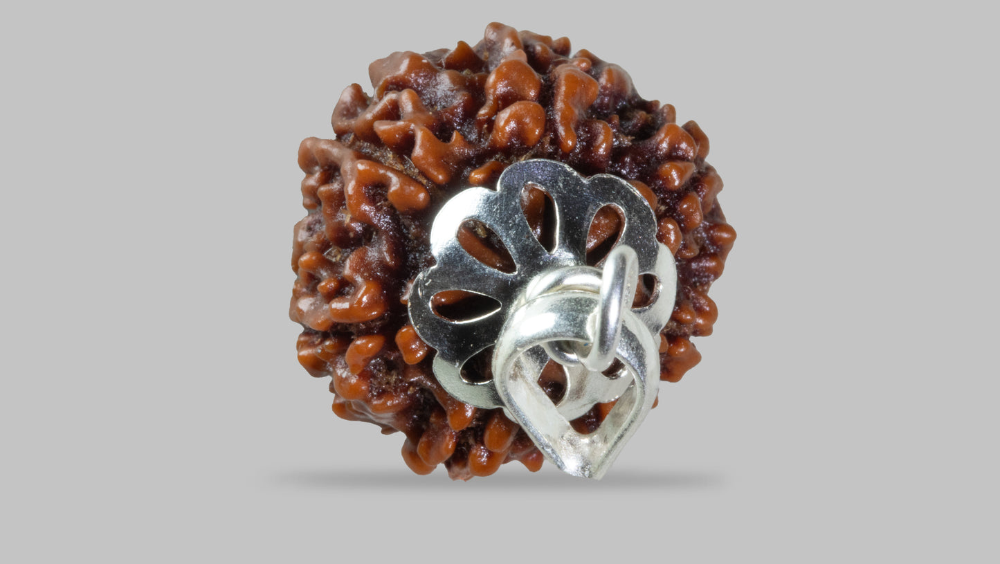7 MUKHI RUDRAKSHA (19.11 mm)