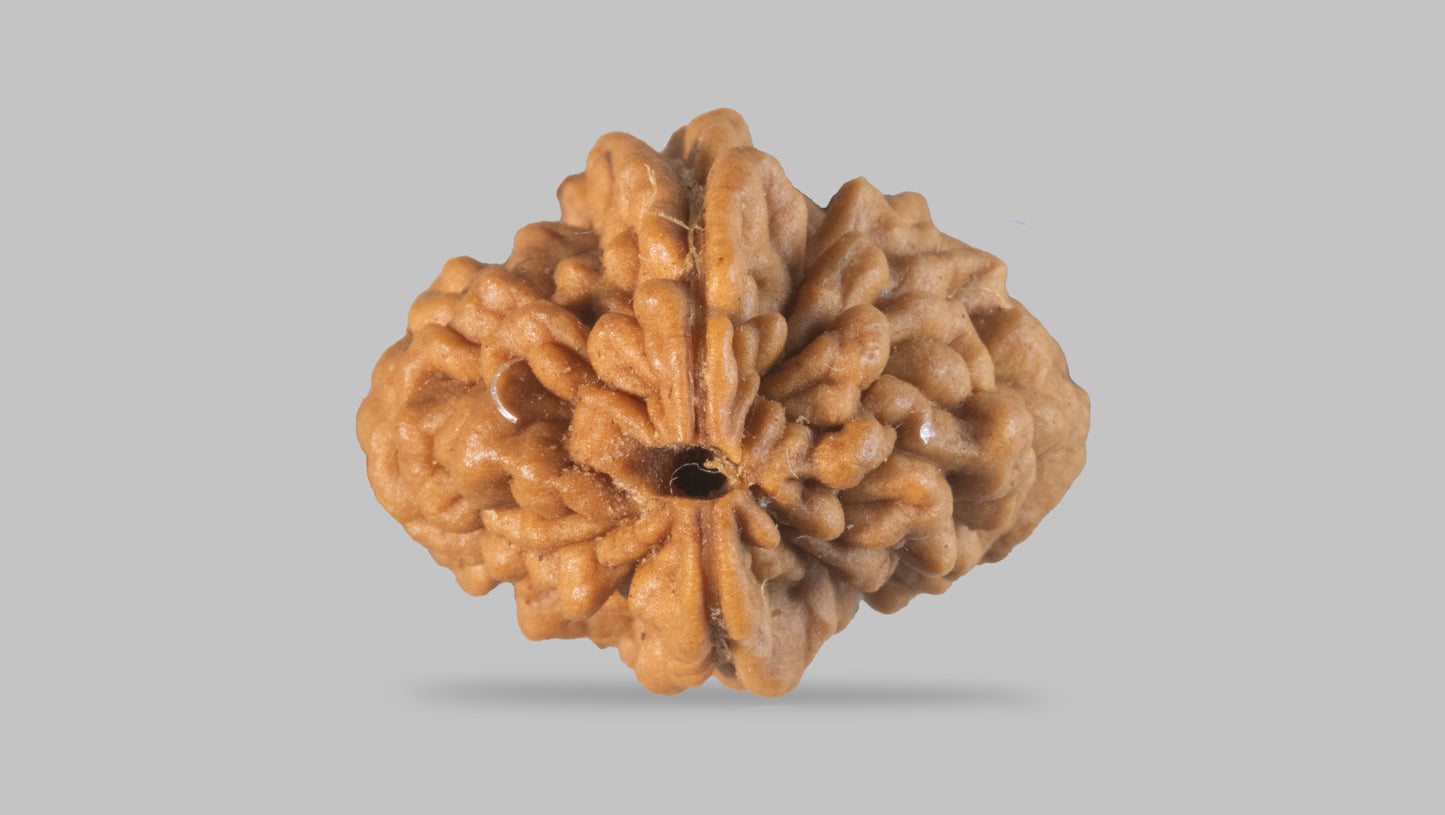 2 MUKHI RUDRAKSHA (29.45 mm)