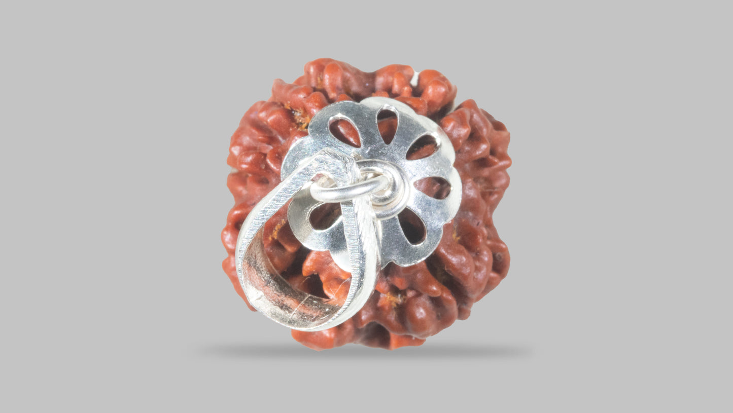4 MUKHI RUDRAKSHA(18.55 mm)