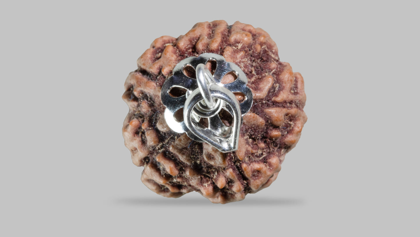 5 MUKHI RUDRAKSHA (23.58 mm)