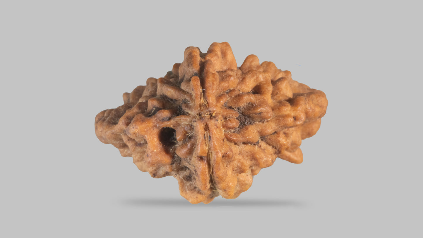 2 MUKHI RUDRAKSHA (25.55 mm)