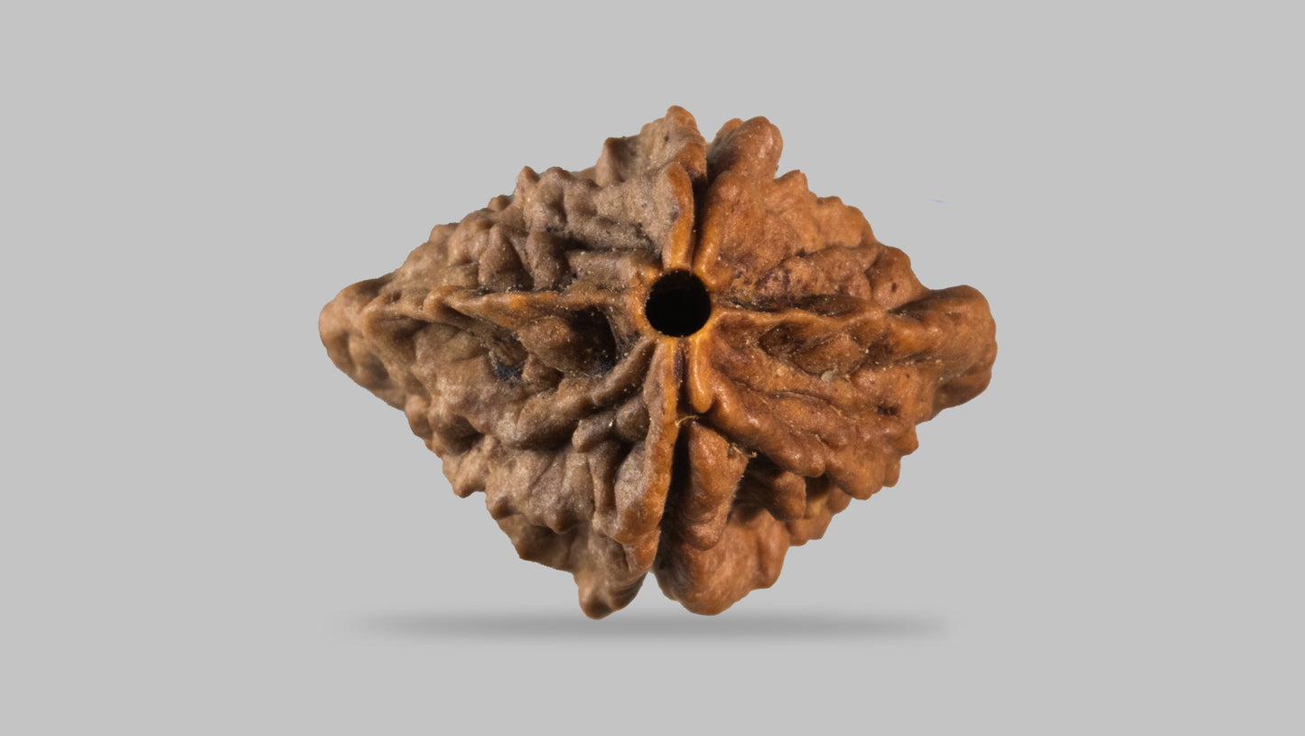 2 MUKHI RUDRAKSHA (31.41 mm)
