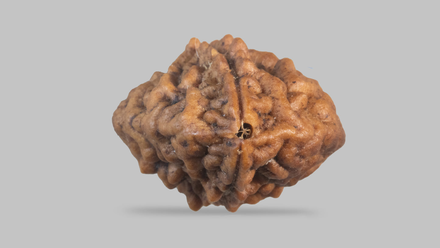 2 MUKHI RUDRAKSHA (27.60 mm)