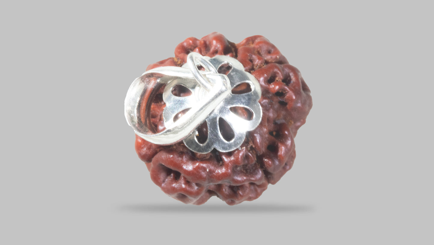 4 MUKHI RUDRAKSHA (20.05 mm)