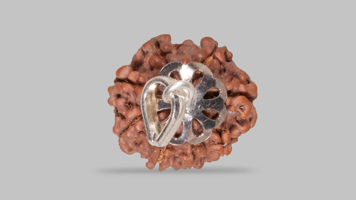 8 MUKHI RUDRAKSHA (20.95 mm)