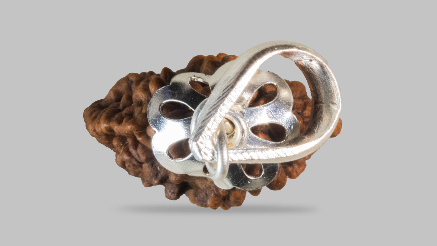 2 MUKHI RUDRAKSHA (25.01 mm)