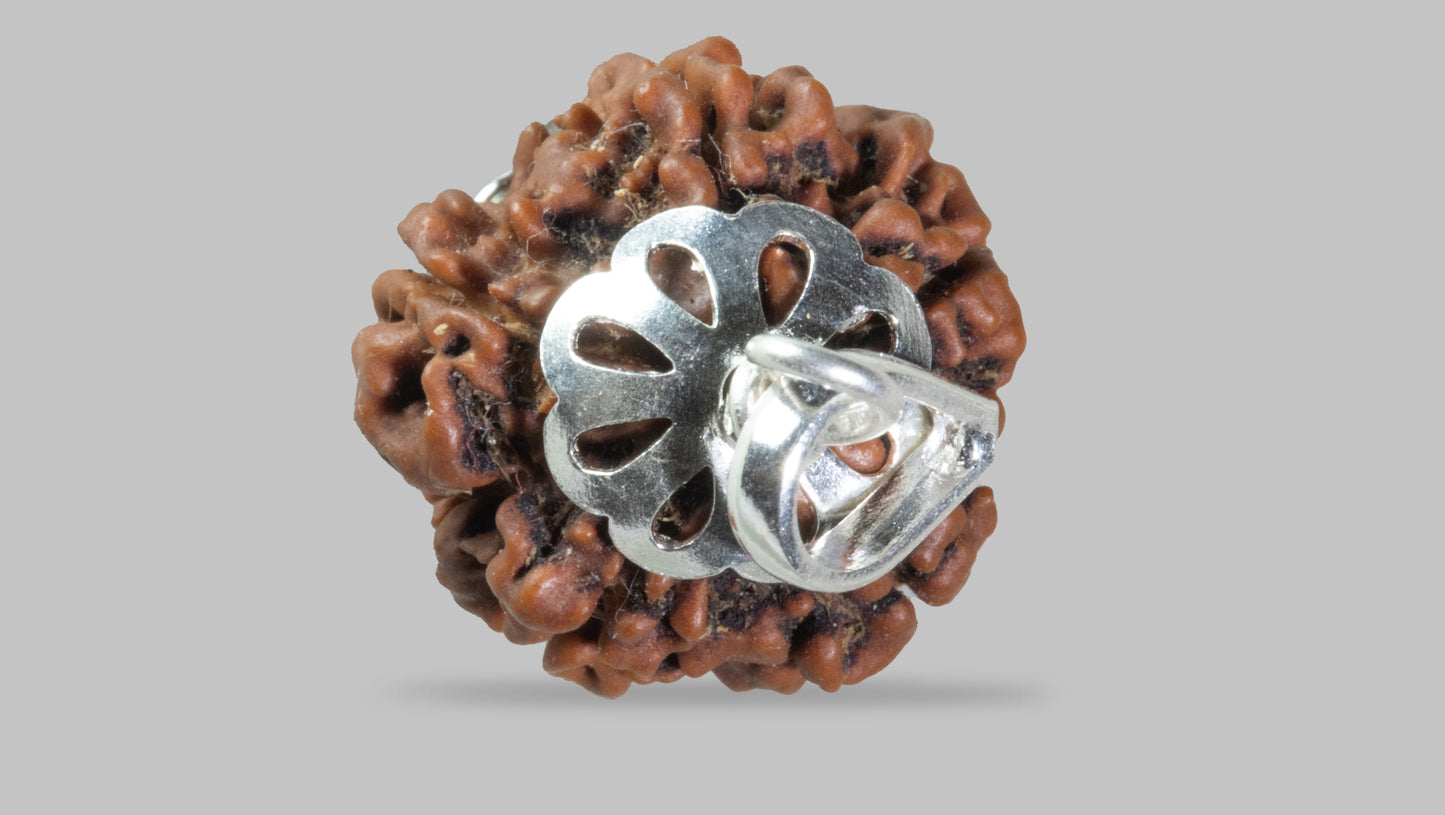 5 MUKHI RUDRAKSHA (19.18 mm)