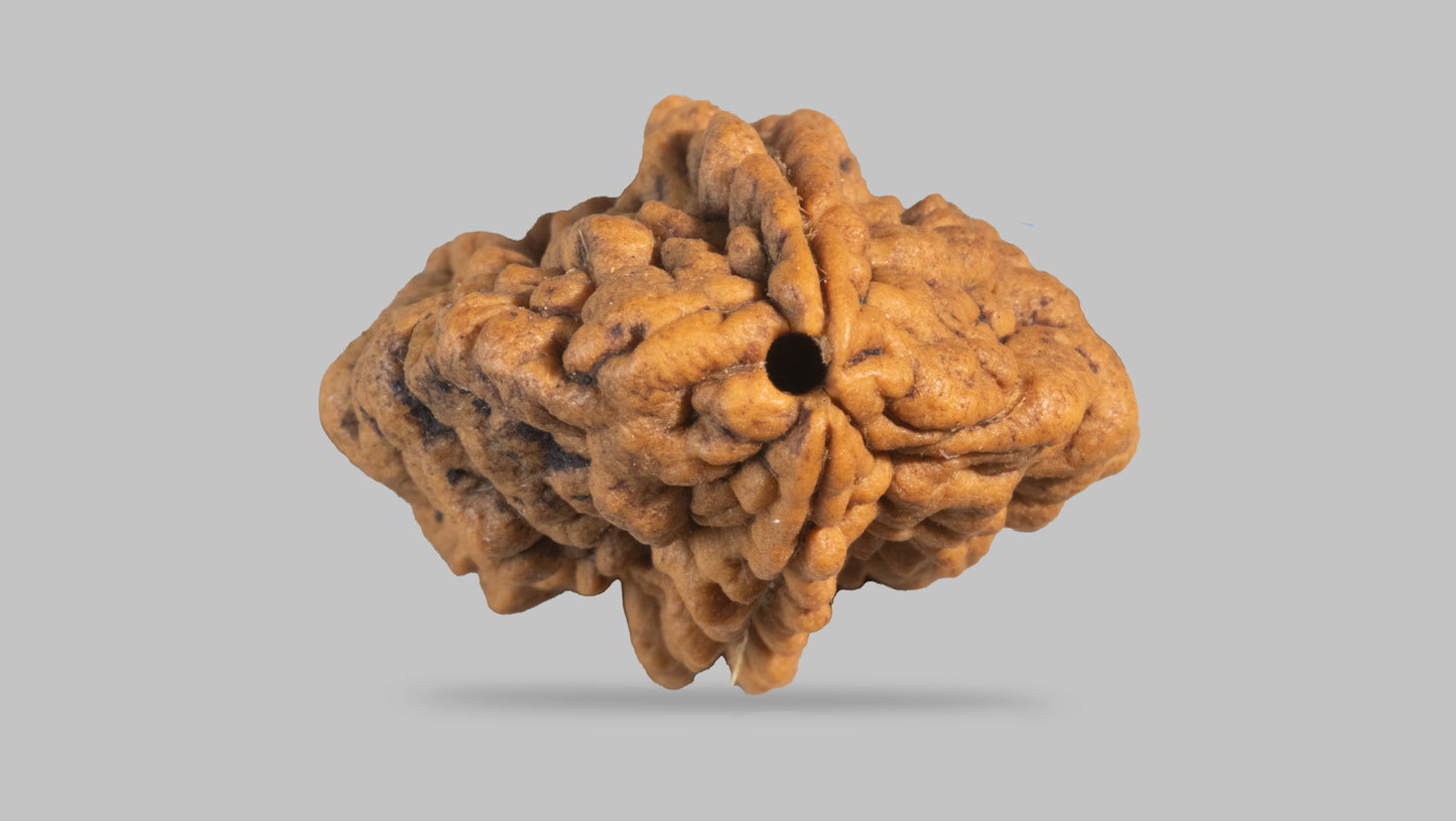 2 MUKHI RUDRAKSHA (29.40 mm)