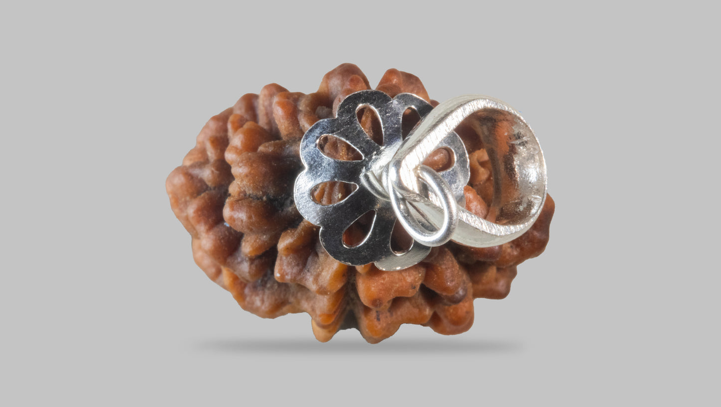 2 MUKHI RUDRAKSHA (29.11 mm)