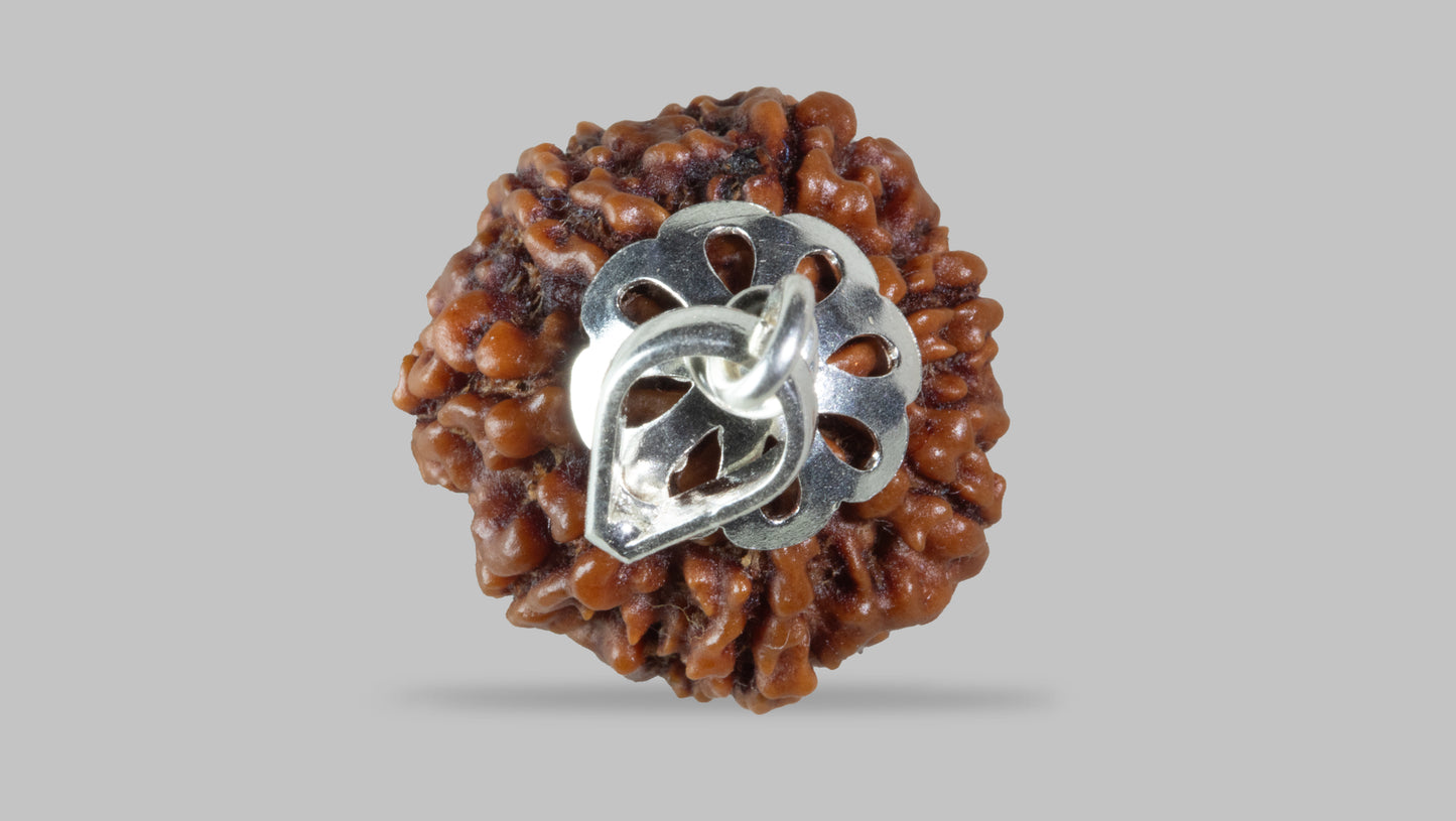 7 MUKHI RUDRAKSHA (19.22 mm)