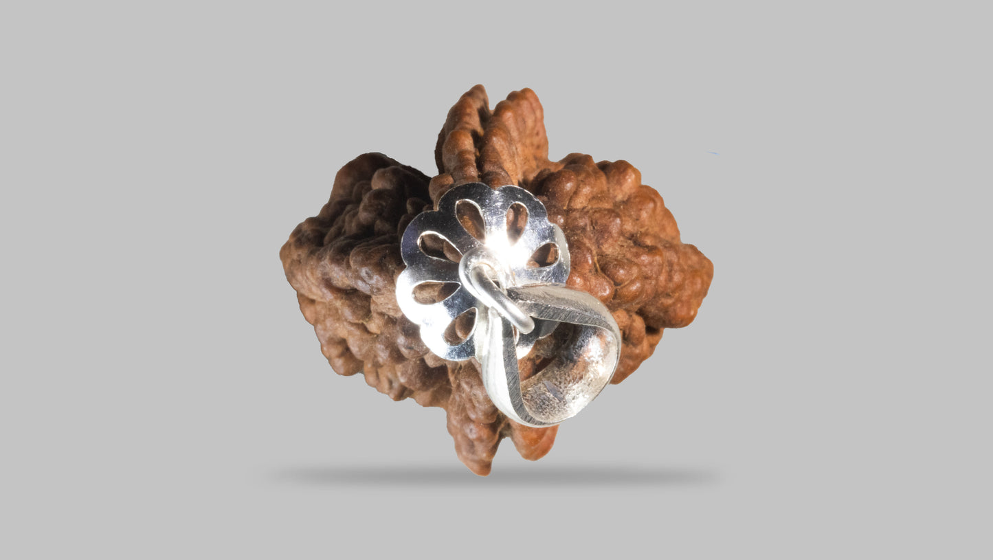 2 MUKHI RUDRAKSHA (40.31 mm)