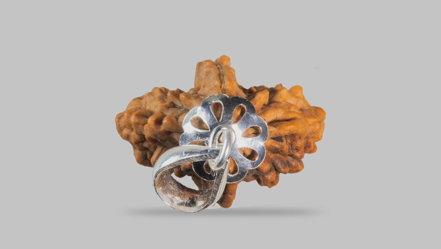 2 MUKHI RUDRAKSHA (34.65 mm)