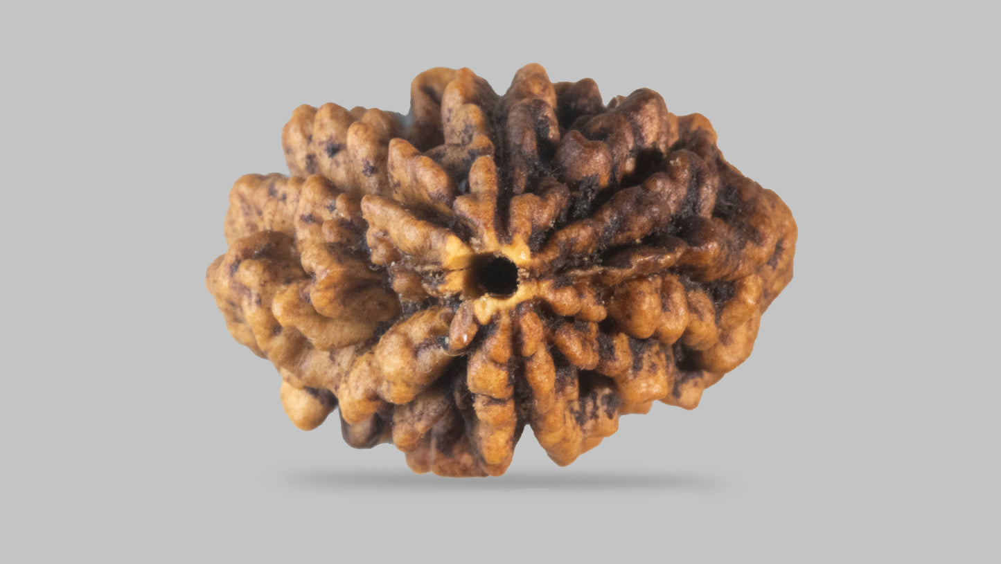 2 MUKHI RUDRAKSHA (26.94 mm)