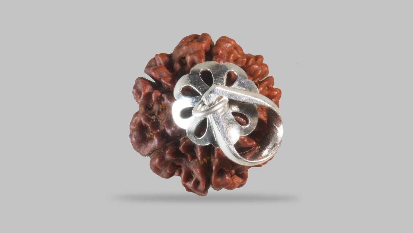 6 MUKHI RUDRAKSHA (20.11 mm)