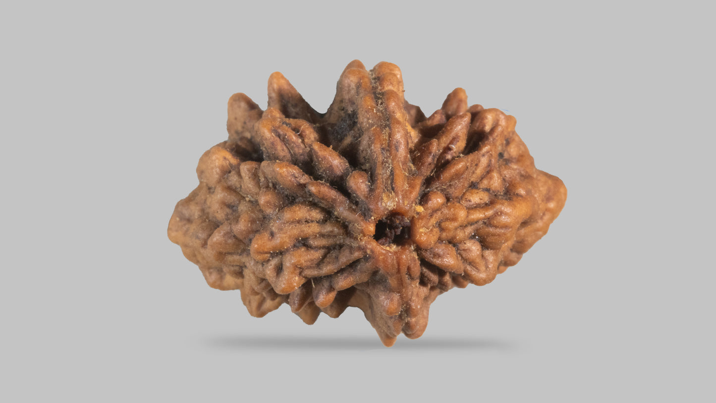 2 MUKHI RUDRAKSHA (28.77 mm)