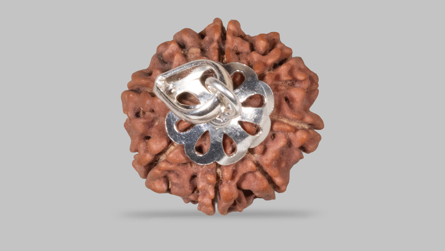 8 MUKHI RUDRAKSHA (20.90 mm)