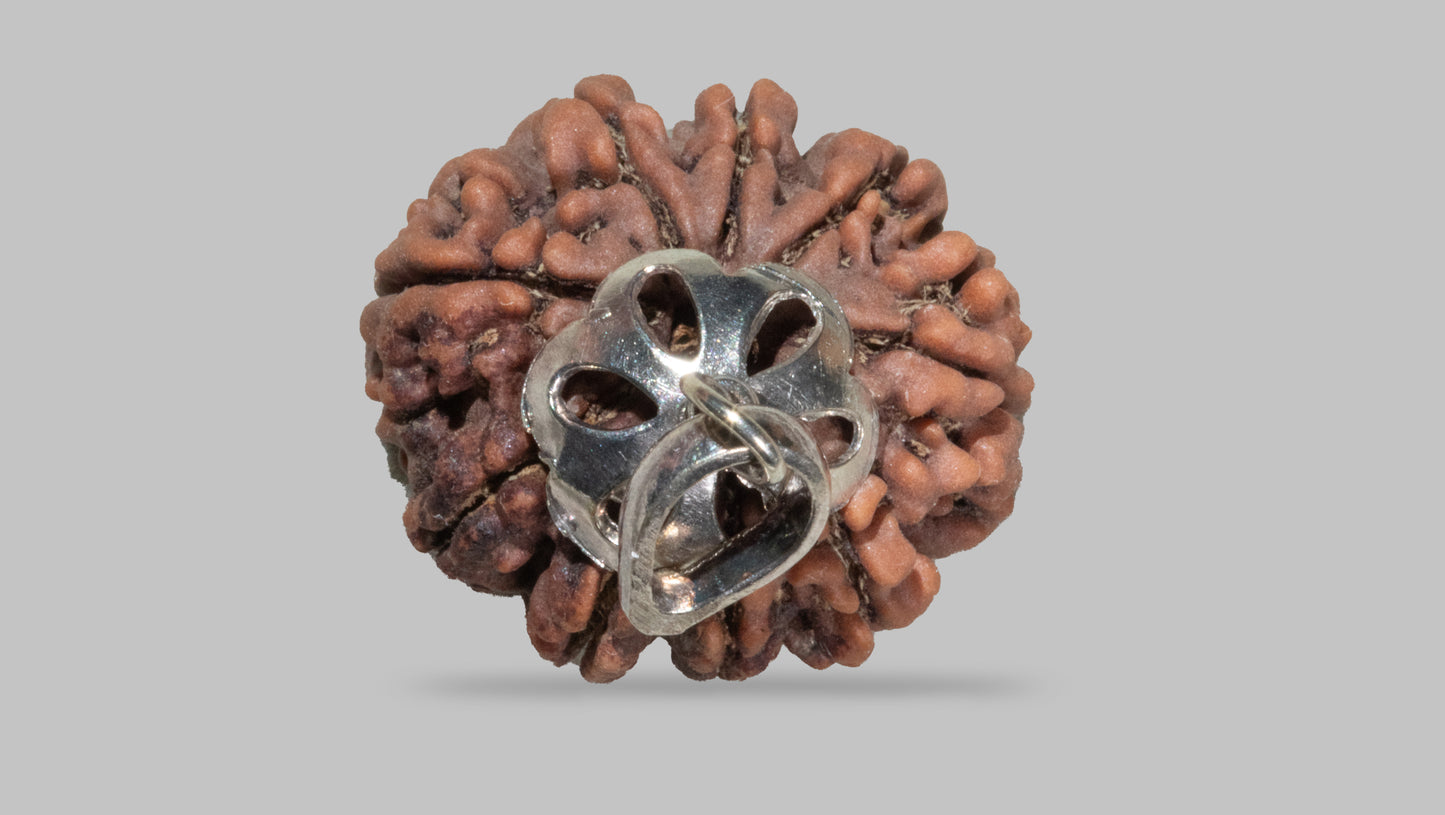 9 MUKHI RUDRAKSHA (22.49 mm)
