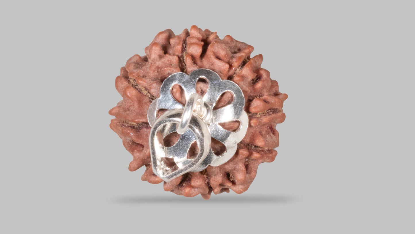 8 MUKHI RUDRAKSHA (19.51 mm)