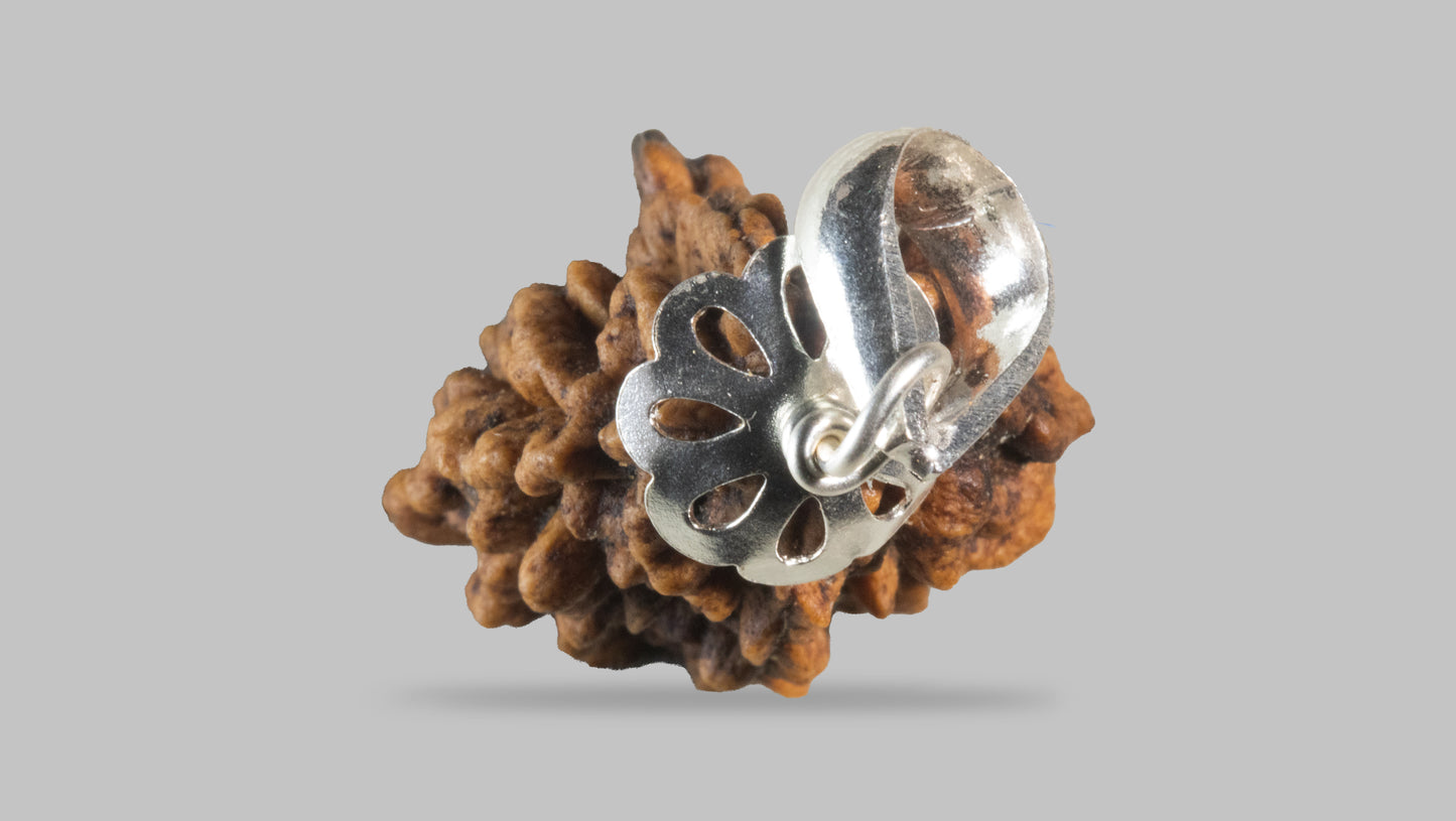 2 MUKHI RUDRAKSHA (29.27 mm)
