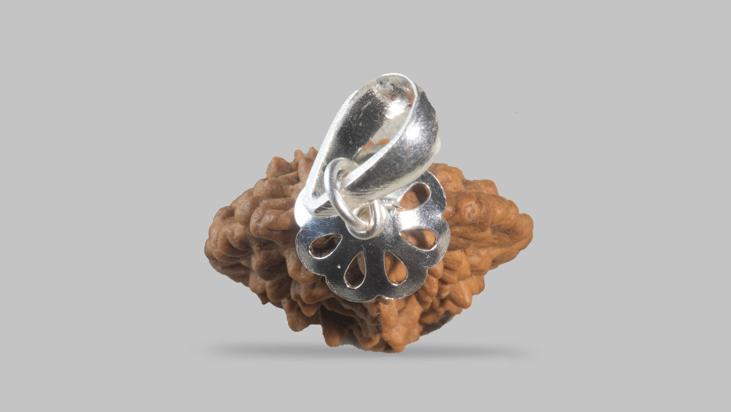 2 MUKHI RUDRAKSHA (28.01 mm)
