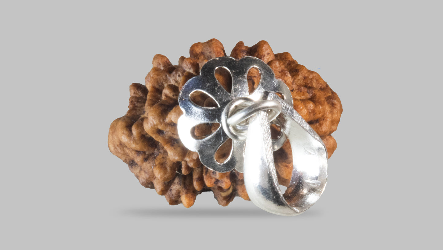 2 MUKHI RUDRAKSHA (29.58 mm)
