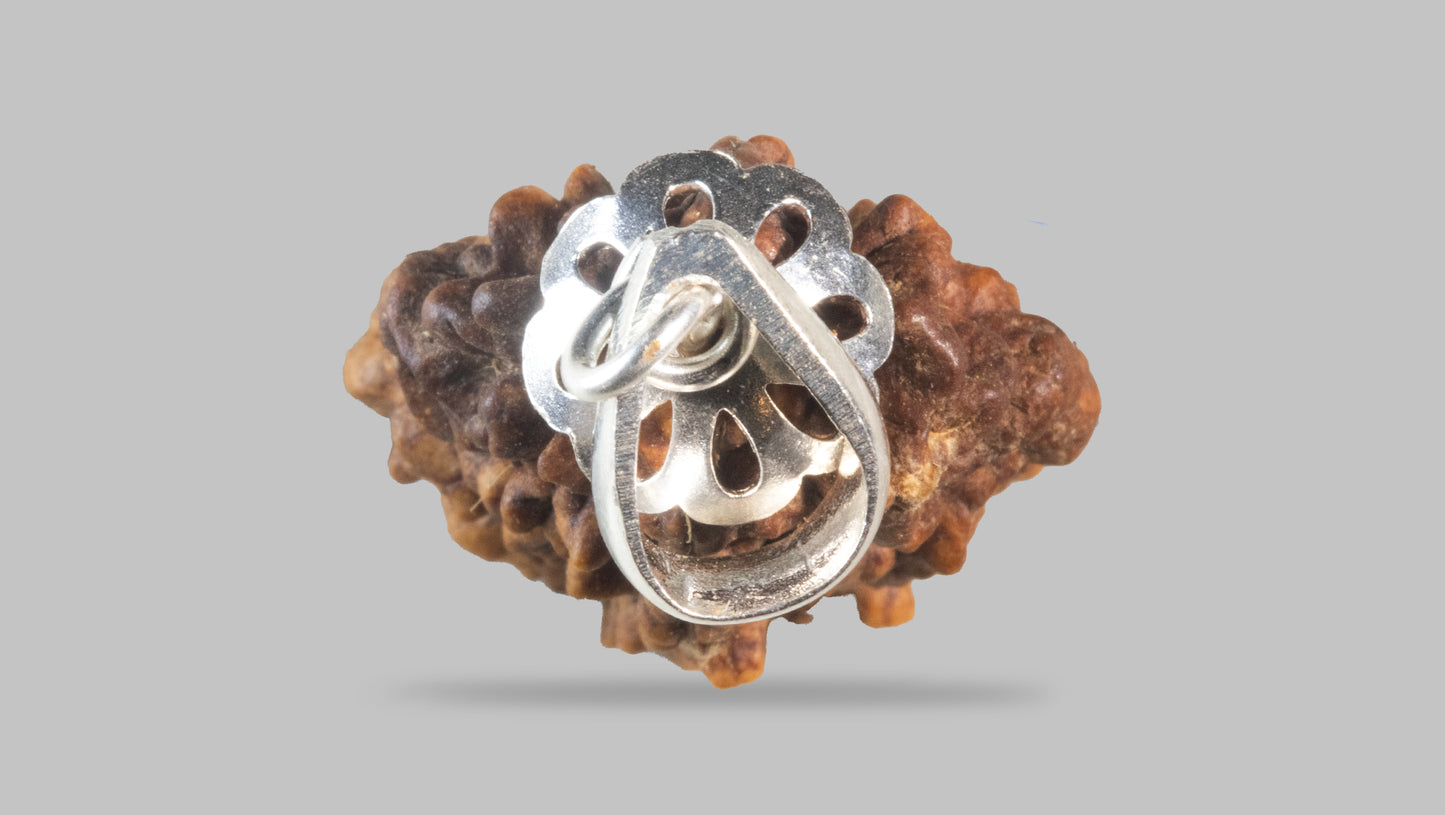 2 MUKHI RUDRAKSHA (28.98 mm)