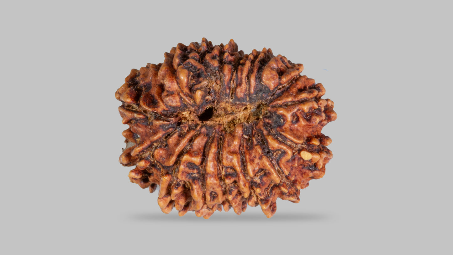 16 MUKHI RUDRAKSHA (26.68 mm)